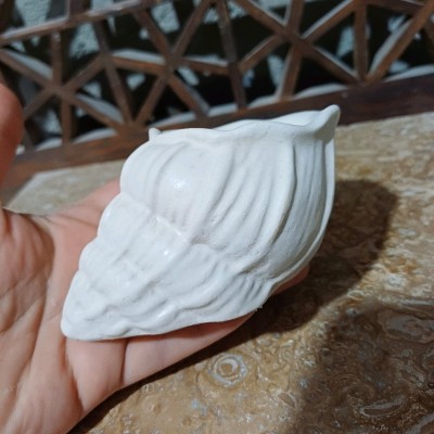بیس خام صدف حلزونی