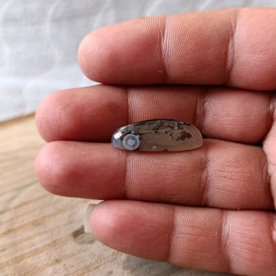 نگین شجر قائن باباقوری دار